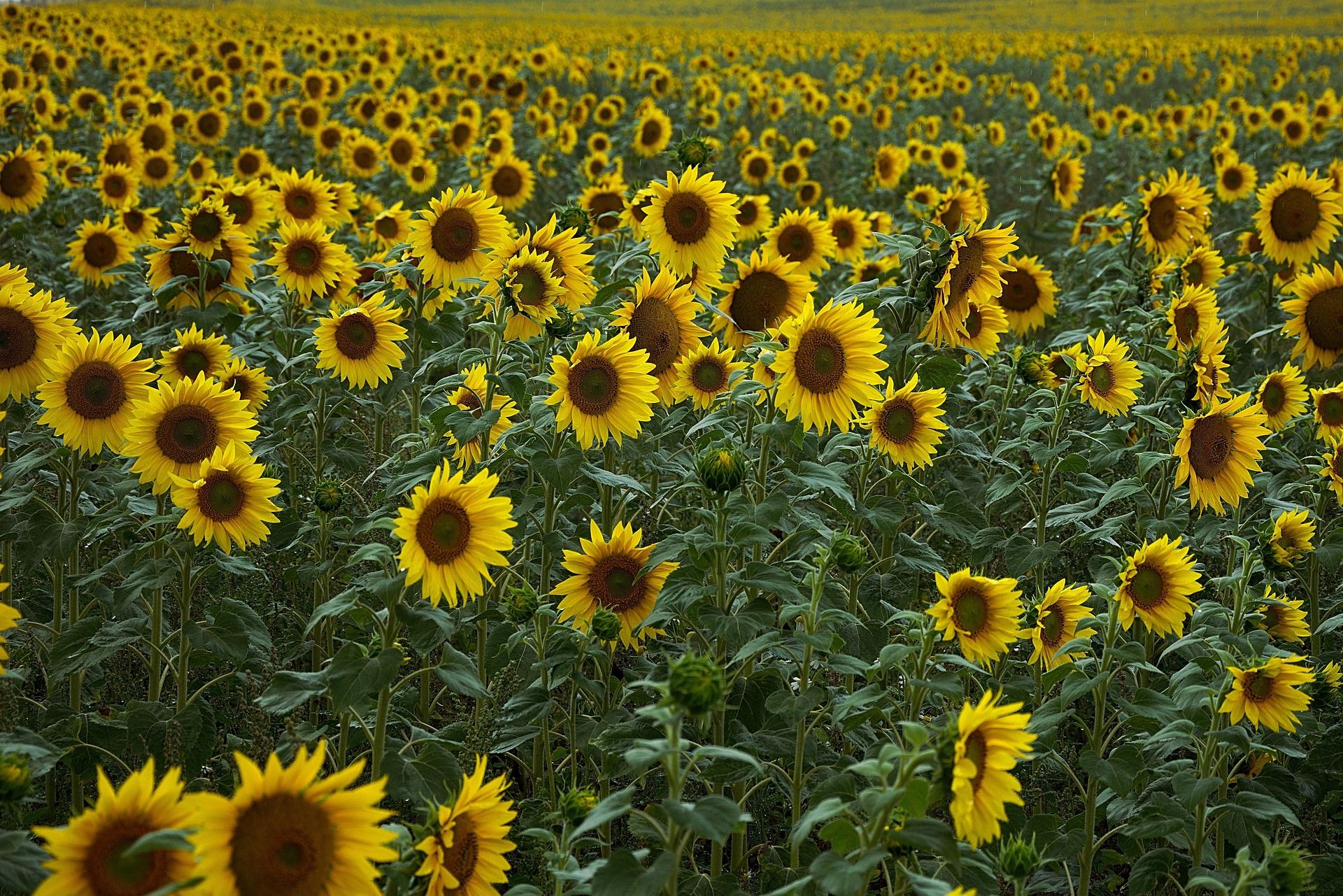 Sunflowers by Hans Linde